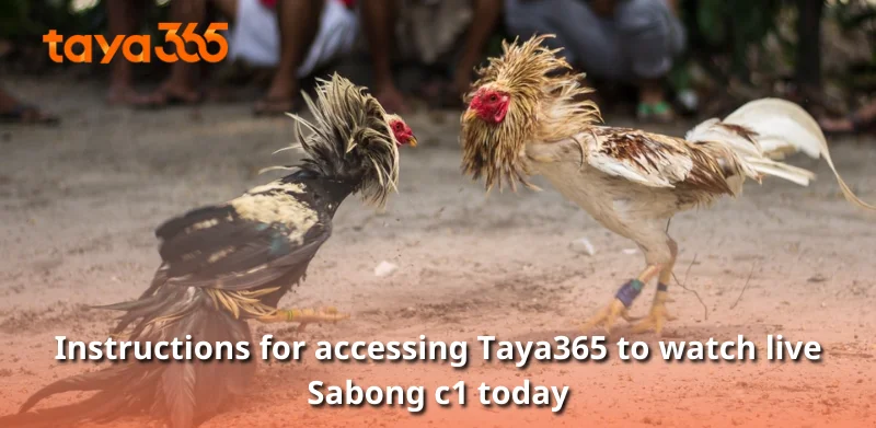 Instructions for accessing Taya365 to watch live Sabong c1 today