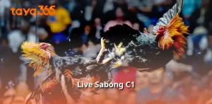 Live Sabong C1