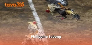 Philippine Sabong