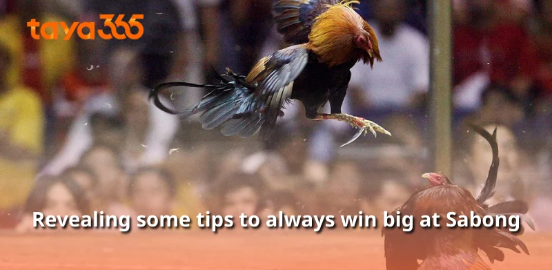 Revealing some tips to always win big at Sabong