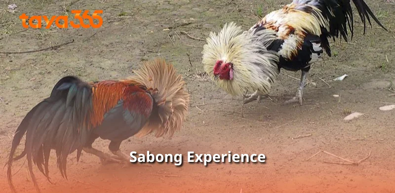 Sabong Experience