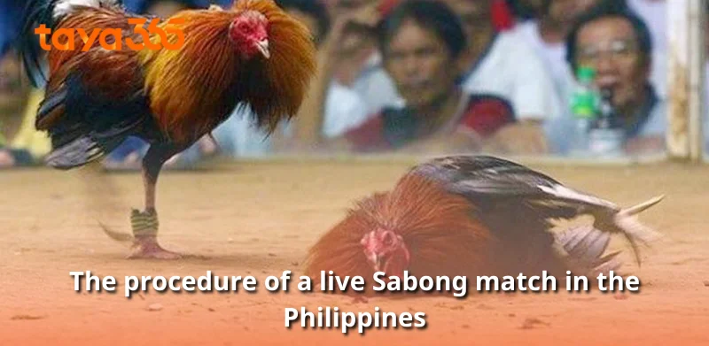 The procedure of a live Sabong match in the Philippines