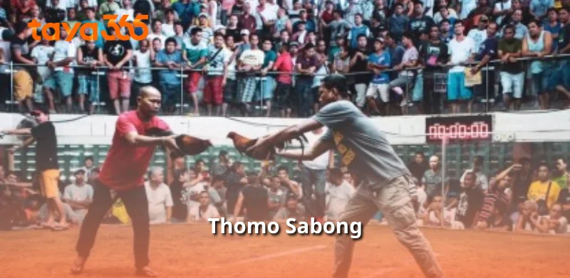 Thomo Sabong